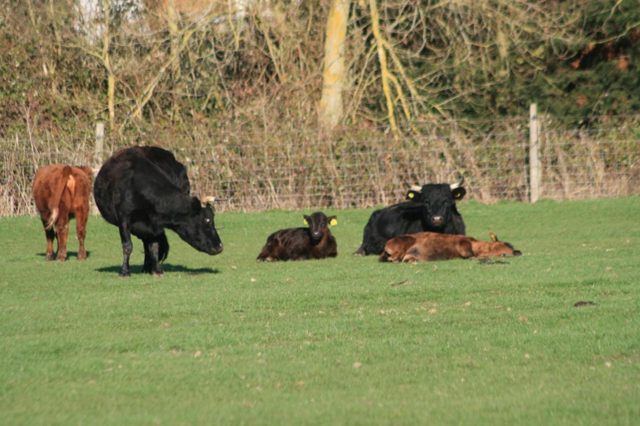 Bed and Breakfast Chadwell Hill Farm Longwick Exteriér fotografie